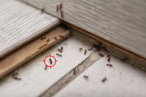 Best Pest Prevention Services  in Wilmington, OH