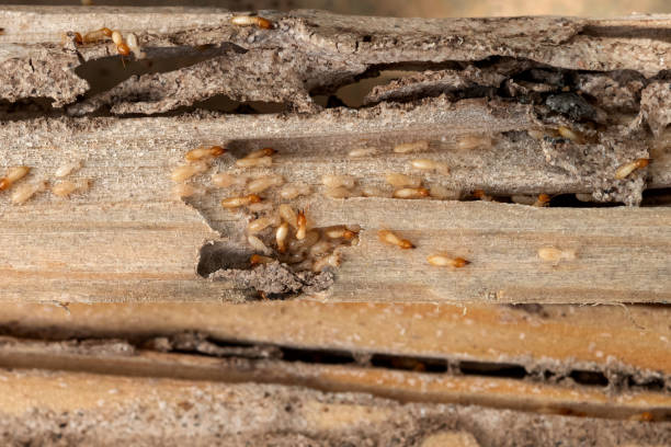 Flea Control Services in Wilmington, OH